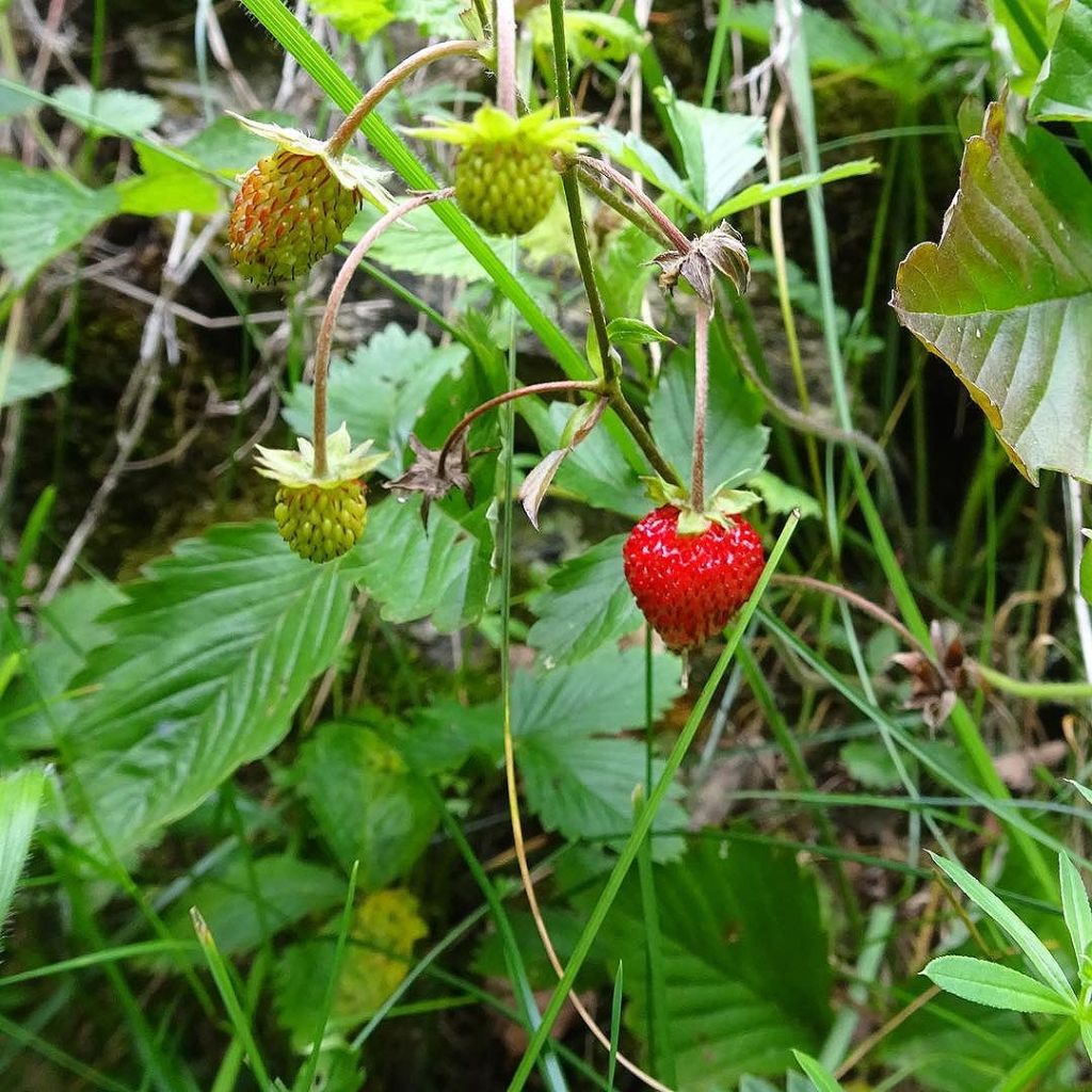 Jun 17, 2017 @ 12:56