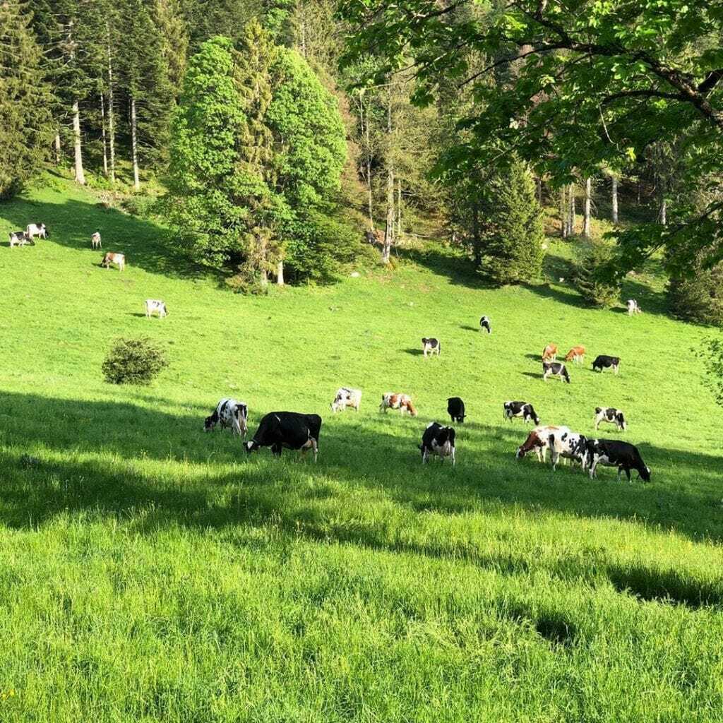 05. Juni 2019