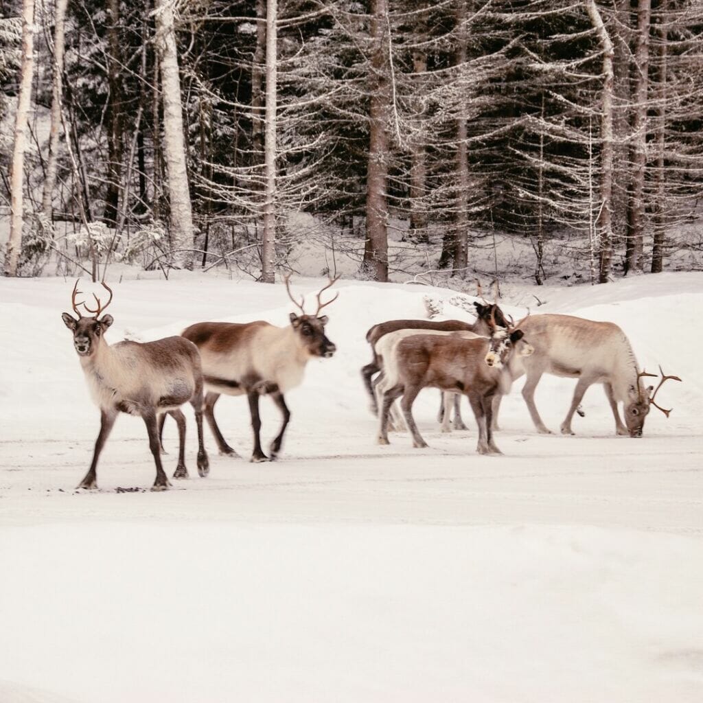 grosse reise 🇸🇪 tag 519 und dann stand sie einfach am strassenrand die kleine rentier herde. s