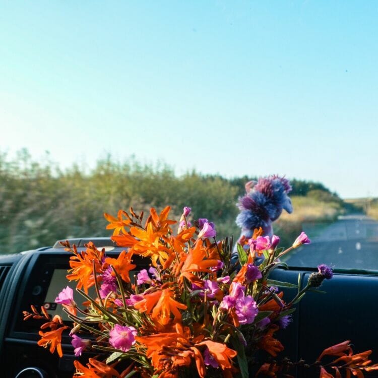 grosse reise 🇮🇪 tag 710 die strassenraender sind einfach grandios hier alles blueht gerd ist