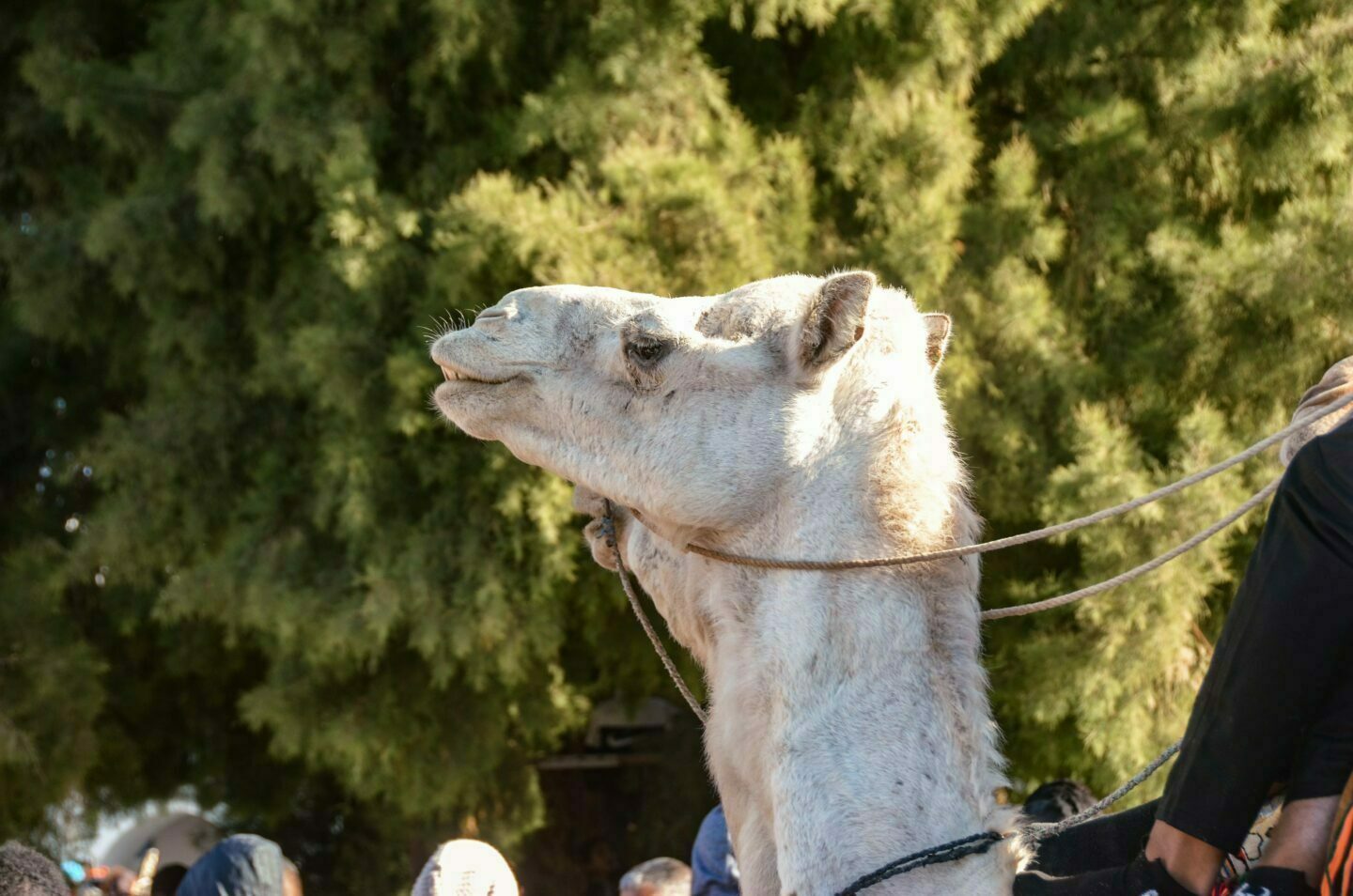 Tunesien – Das mehrtägige Sahara-Festival in Douz