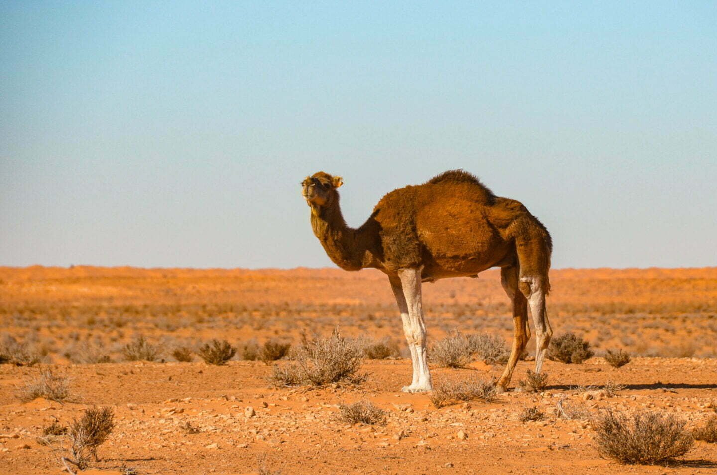 Tunesien – Auf dem Weg zur Oase Ksar Ghilane