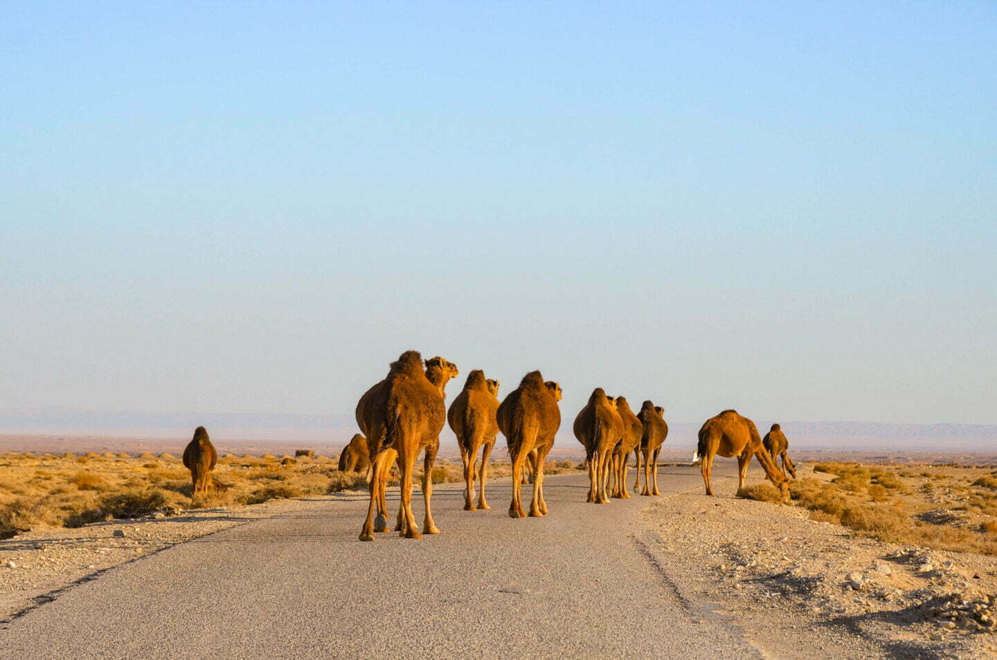 Tunisie - Un énorme troupeau de chameaux et nous au milieu de tout ça