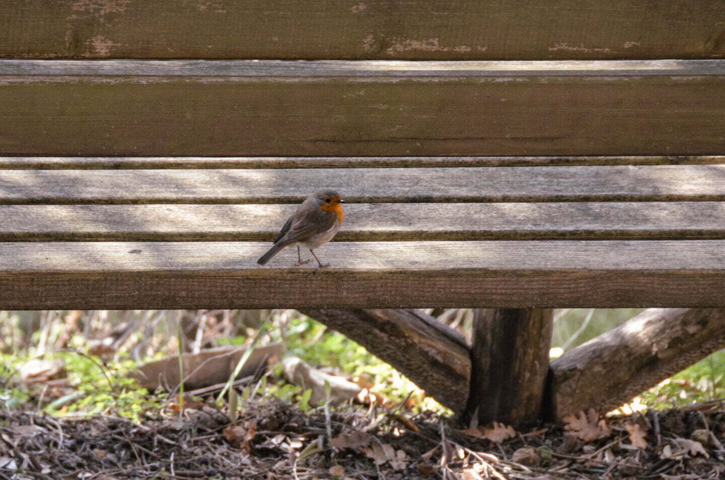 leben pur 230309 10 03 012