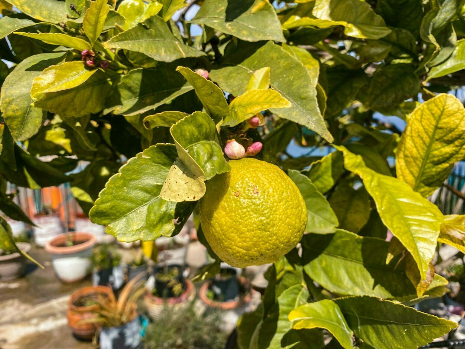 Griechenland Abschied von Koroni Leben pur! Unterwegs.