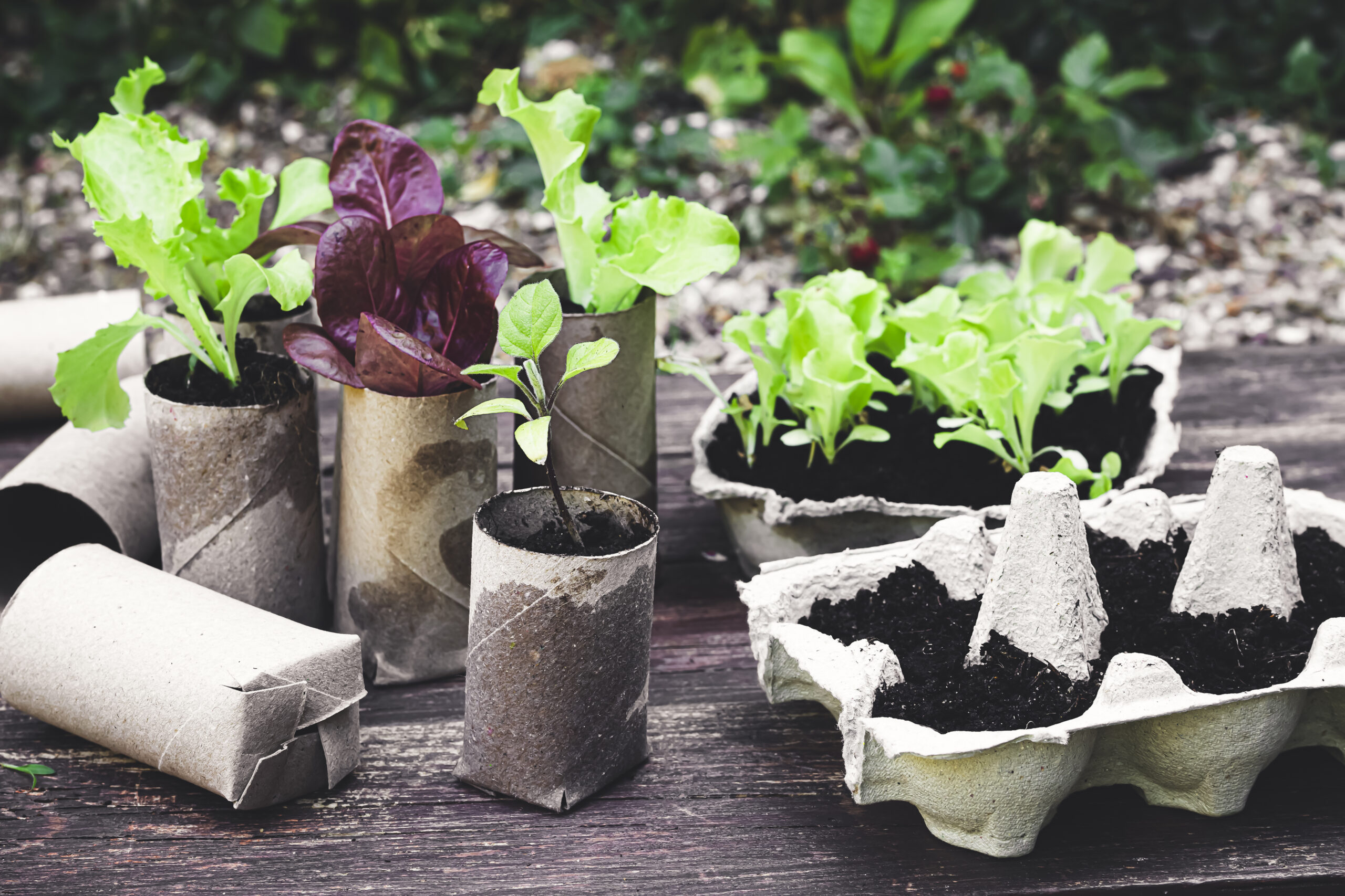 biodegradable pots with seedlings