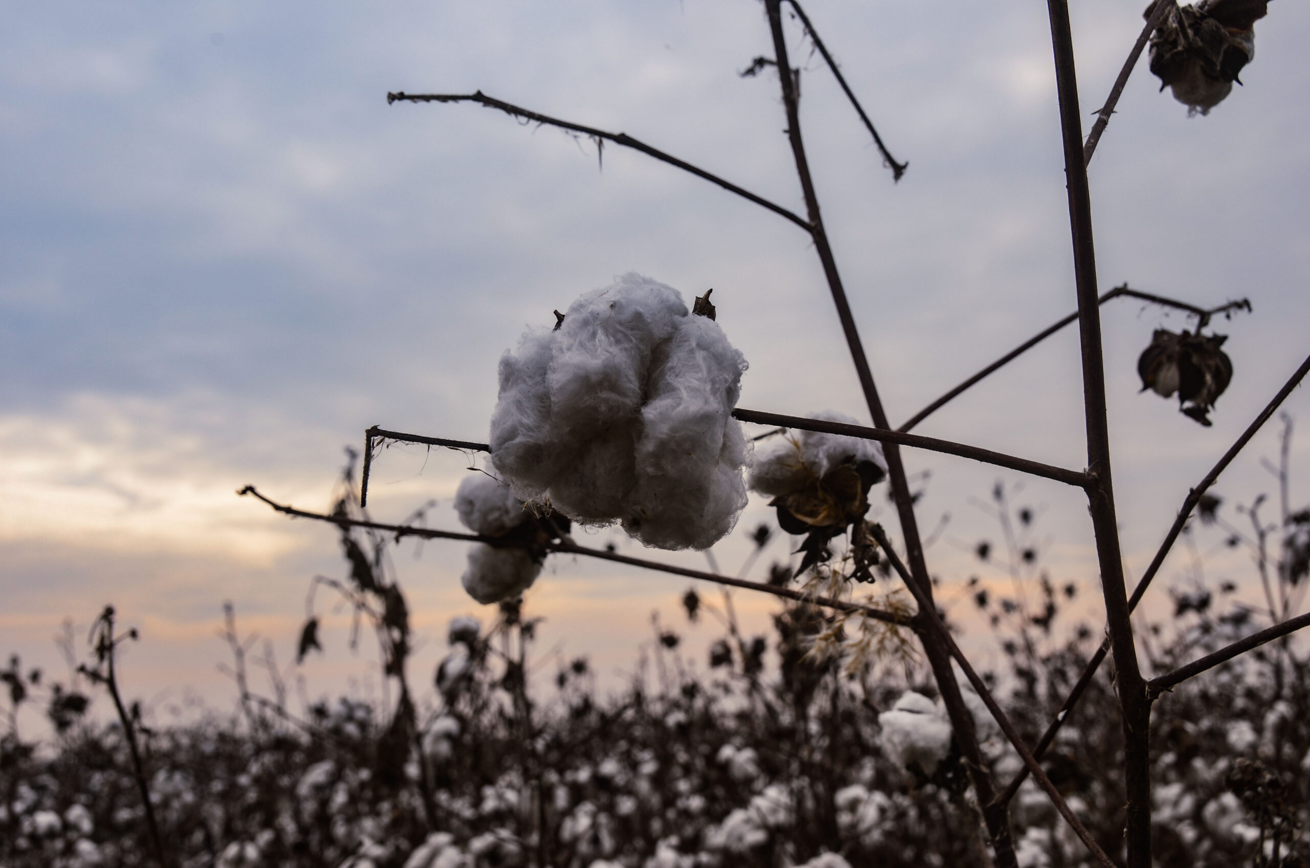 Turquie - Minuscules chiots & immenses plantations de coton