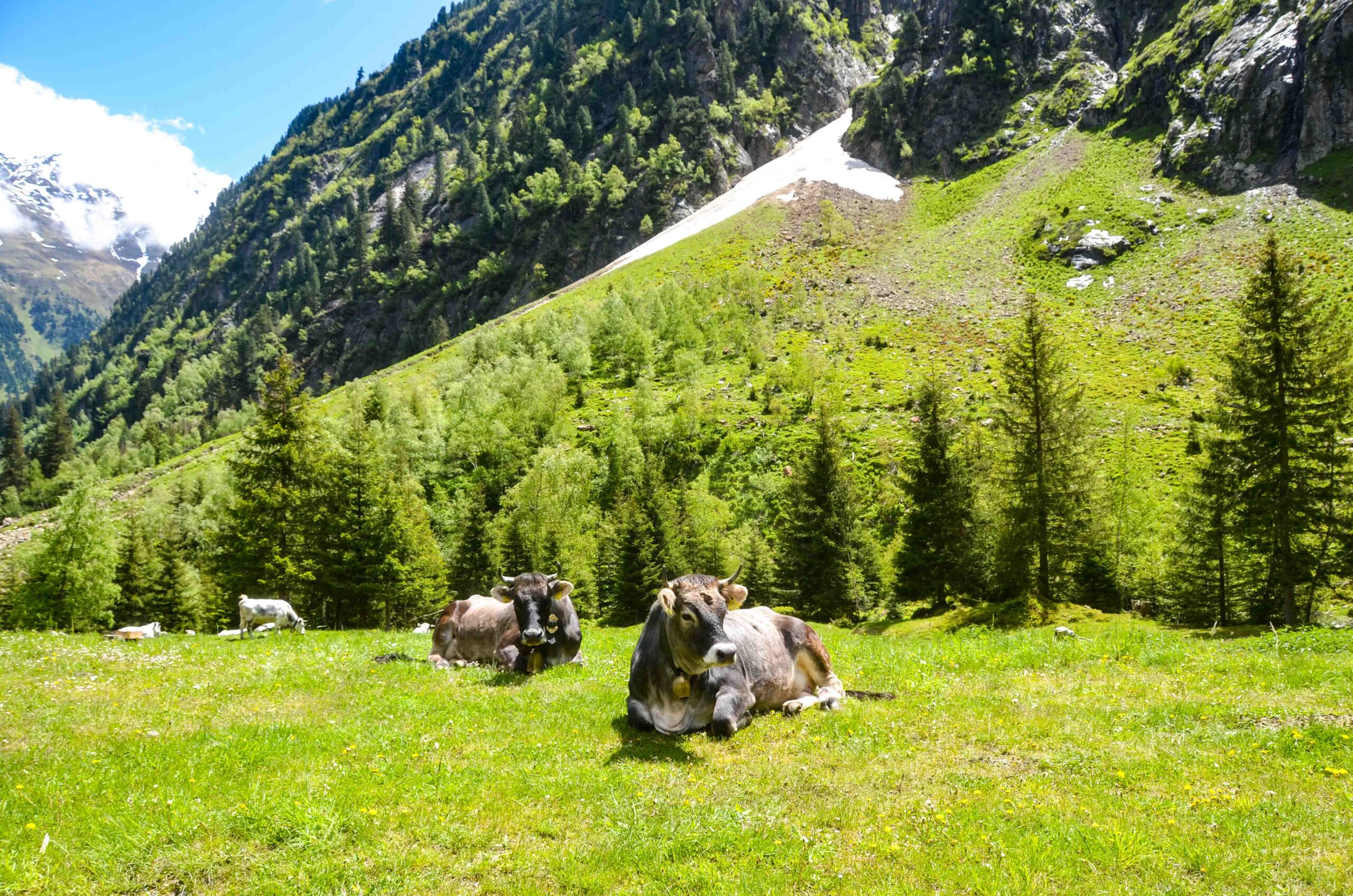 leben pur