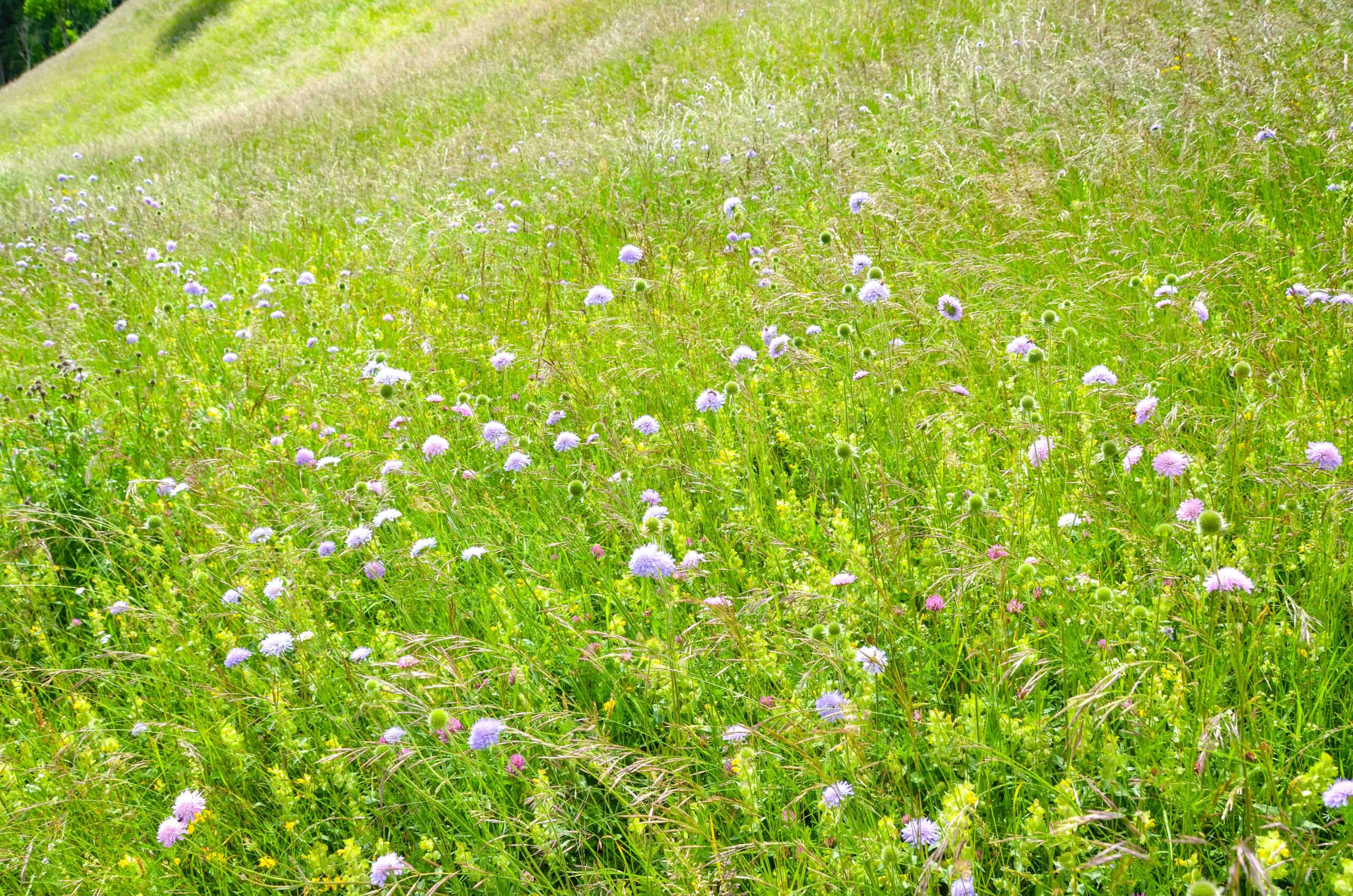 leben pur