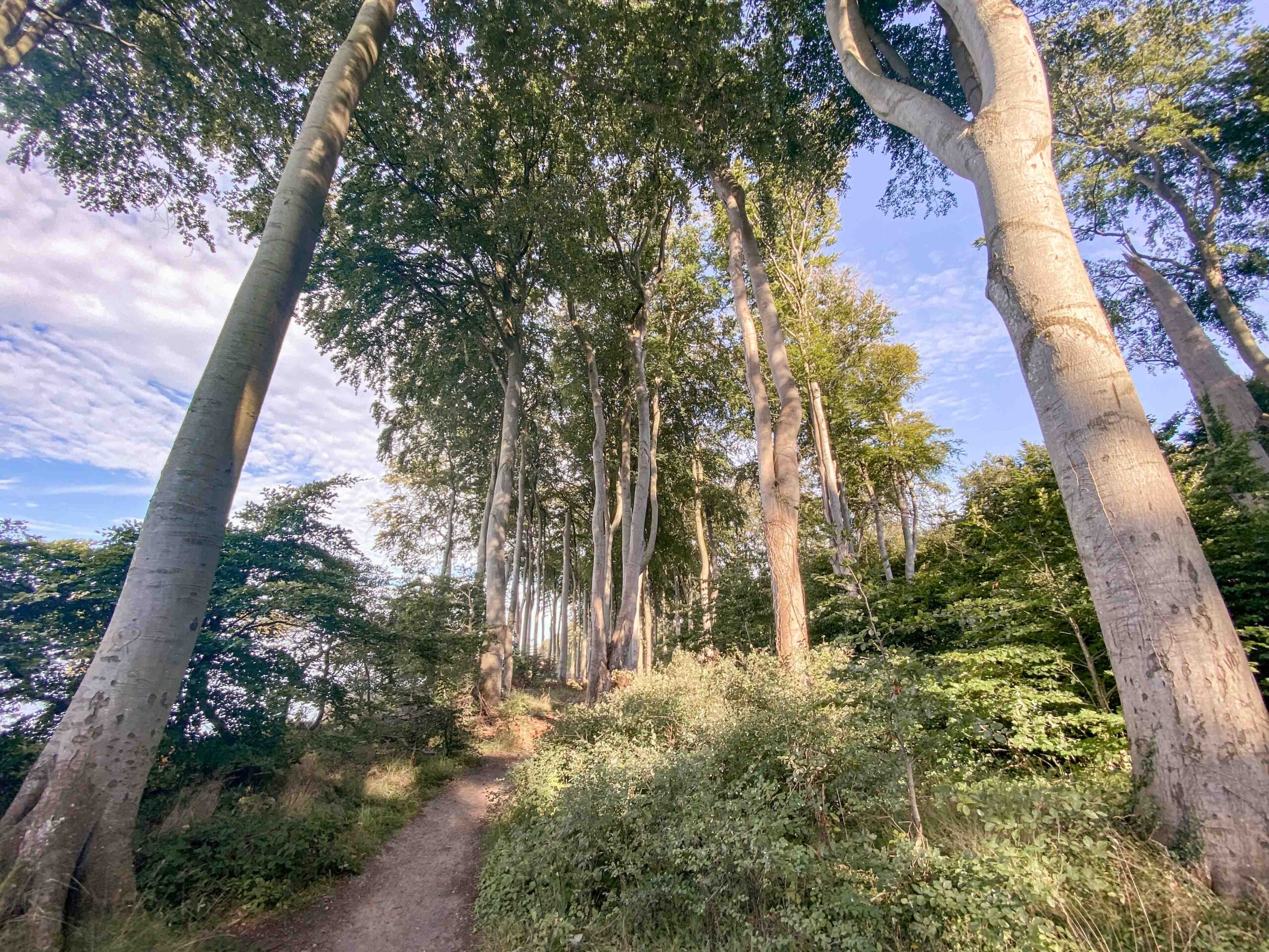 leben pur