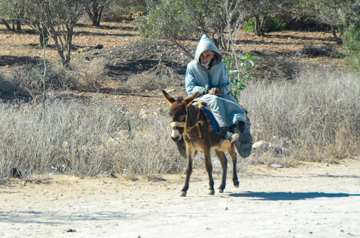Marokko – Esel: Stille Helden des Alltags