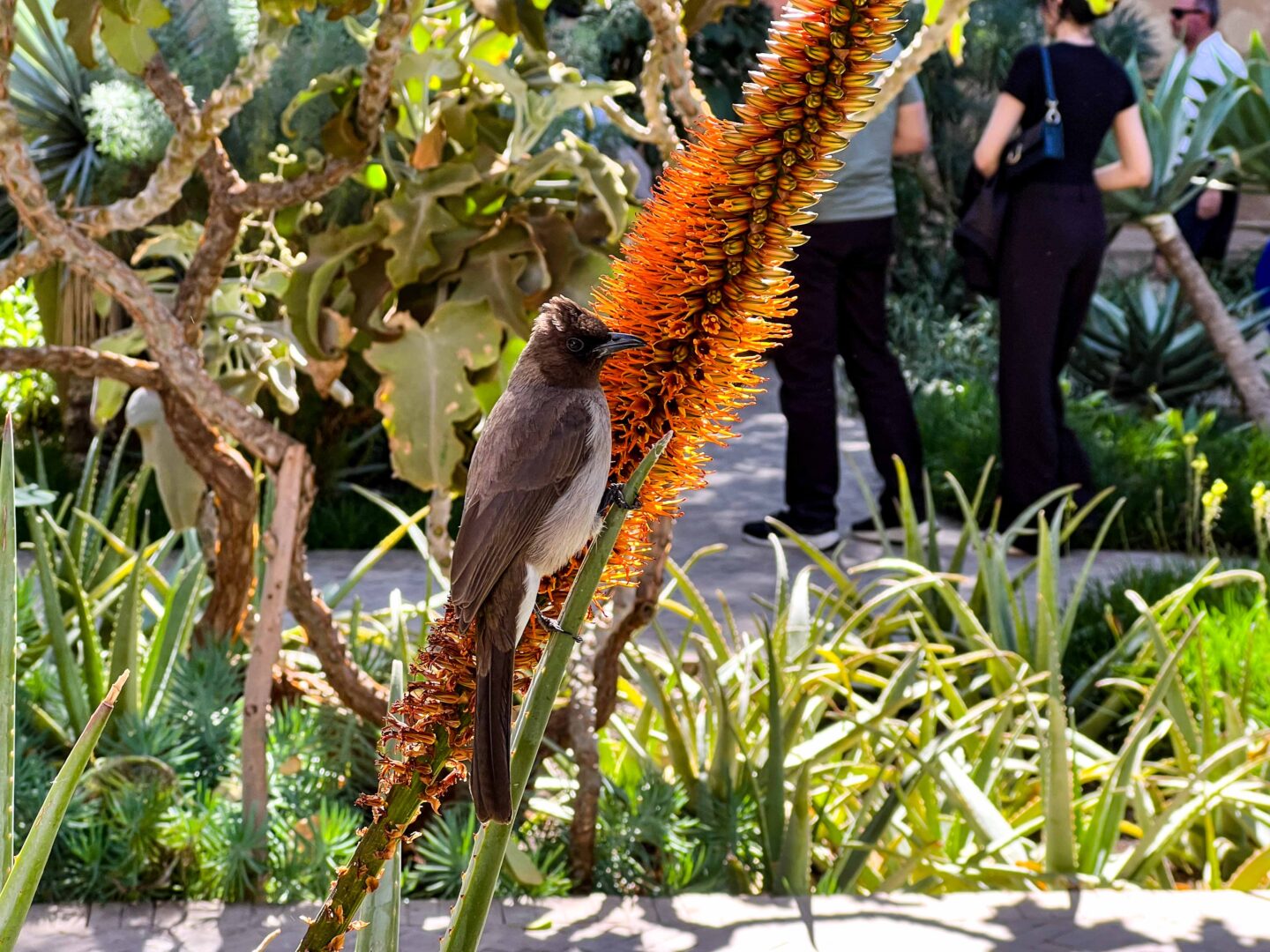 Marokko – Momentaufnahmen Marrakesch: Dachterrassen, das kulinarische Museum und geheime Gärten in Marrakesch
