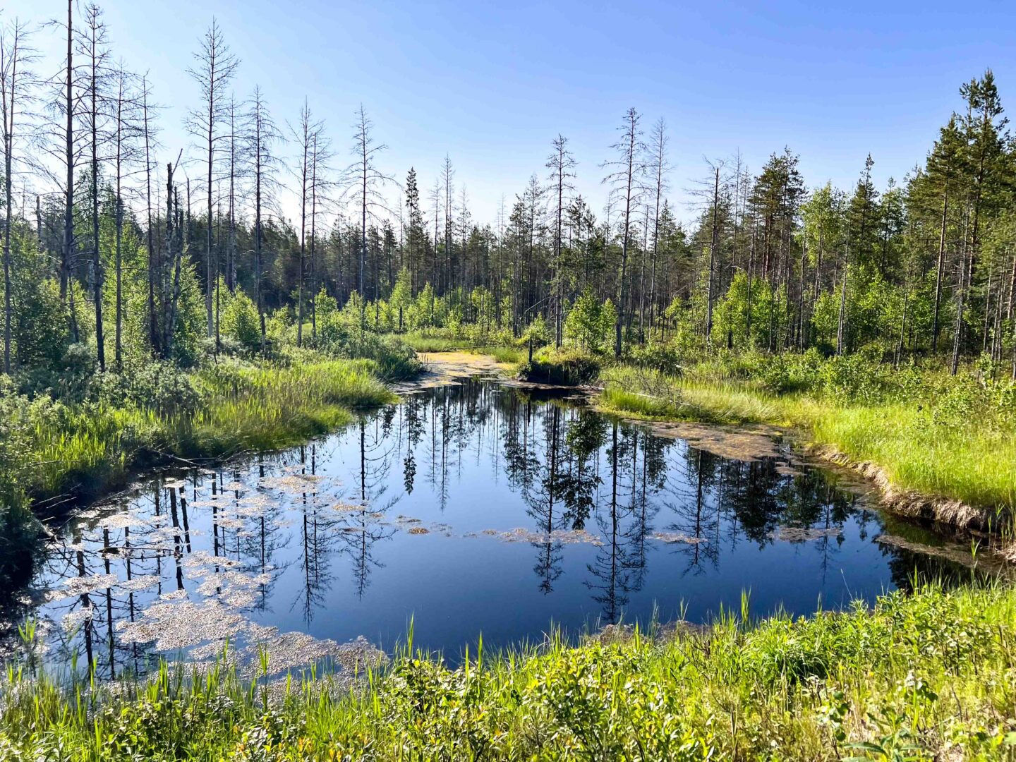 Finnland – Wildbeobachtung für Fortgeschrittene (oder so ähnlich)