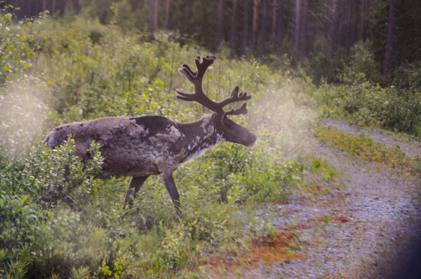 Finnland – auf Spurensuche: Die ersten Bären, oder so ähnlich