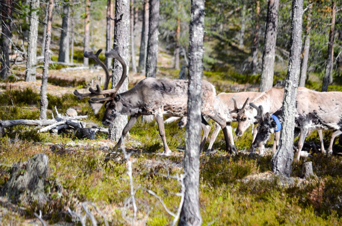 Finnland – Hunderte Rentiere & wenn die Intuition flüstert: Lass uns hier nicht bleiben