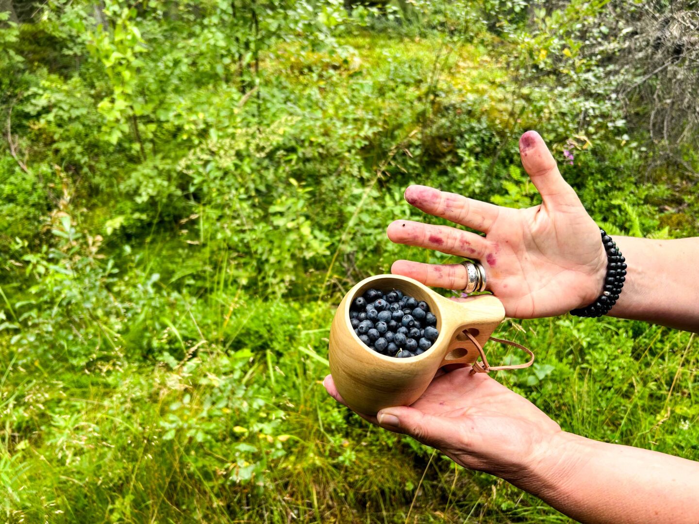 Finnland – Jedermannsrecht: Heidelbeeren pflücken in Finnlands Wäldern